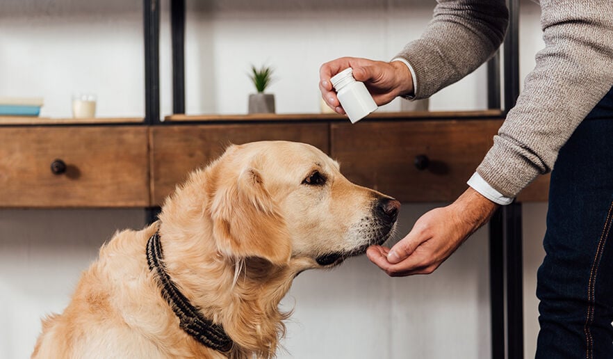 Cropped view of man giving vitamins to golden retriever at home